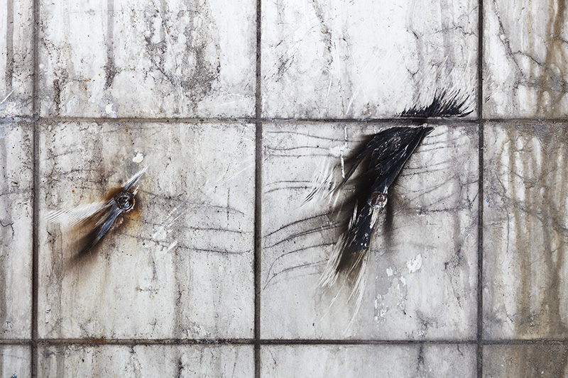Atelier Altenkirch - Murales